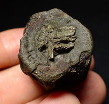 Load image into Gallery viewer, Jurassic double ichthyosaur vertebrae from Lyme Regis (31mm)