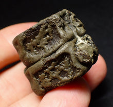 Load image into Gallery viewer, Jurassic double ichthyosaur vertebrae from Lyme Regis (31mm)