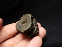 Load image into Gallery viewer, Jurassic double ichthyosaur vertebrae from Lyme Regis (31mm)