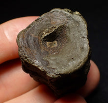 Load image into Gallery viewer, Jurassic double ichthyosaur vertebrae from Lyme Regis (31mm)