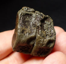 Load image into Gallery viewer, Jurassic double ichthyosaur vertebrae from Lyme Regis (31mm)