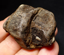 Load image into Gallery viewer, Jurassic triple ichthyosaur vertebrae from Lyme Regis (45mm)