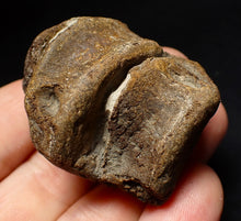 Load image into Gallery viewer, Jurassic triple ichthyosaur vertebrae from Lyme Regis (45mm)