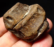 Load image into Gallery viewer, Jurassic triple ichthyosaur vertebrae from Lyme Regis (45mm)