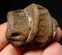Load image into Gallery viewer, Jurassic triple ichthyosaur vertebrae from Lyme Regis (45mm)