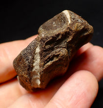 Load image into Gallery viewer, Jurassic triple ichthyosaur vertebrae from Lyme Regis (45mm)