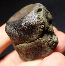 Load image into Gallery viewer, Jurassic double ichthyosaur vertebrae from Lyme Regis (34mm)
