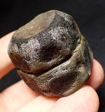 Load image into Gallery viewer, Jurassic double ichthyosaur vertebrae from Lyme Regis (34mm)