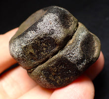 Load image into Gallery viewer, Jurassic double ichthyosaur vertebrae from Lyme Regis (34mm)