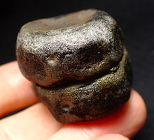 Load image into Gallery viewer, Jurassic double ichthyosaur vertebrae from Lyme Regis (34mm)