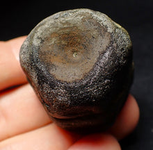 Load image into Gallery viewer, Jurassic double ichthyosaur vertebrae from Lyme Regis (34mm)