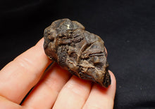 Load image into Gallery viewer, Jurassic triple ichthyosaur vertebrae from Lyme Regis (54mm)