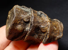 Load image into Gallery viewer, Jurassic triple ichthyosaur vertebrae from Lyme Regis (54mm)