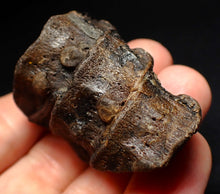 Load image into Gallery viewer, Jurassic triple ichthyosaur vertebrae from Lyme Regis (54mm)