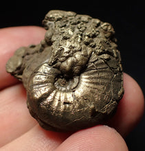 Load image into Gallery viewer, Uncommon Gleviceras pyrite ammonite fossil (32 mm)