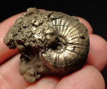 Load image into Gallery viewer, Uncommon Gleviceras pyrite ammonite fossil (32 mm)