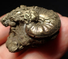 Load image into Gallery viewer, Uncommon Gleviceras pyrite ammonite fossil (32 mm)