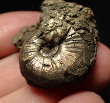 Load image into Gallery viewer, Uncommon Gleviceras pyrite ammonite fossil (32 mm)