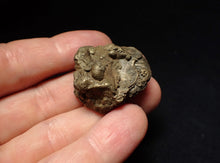 Load image into Gallery viewer, Uncommon Gleviceras pyrite ammonite fossil (32 mm)