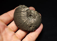 Load image into Gallery viewer, Uncommon Gleviceras pyrite ammonite fossil (63 mm)