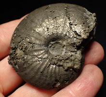Load image into Gallery viewer, Uncommon Gleviceras pyrite ammonite fossil (63 mm)
