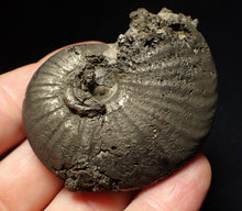 Load image into Gallery viewer, Uncommon Gleviceras pyrite ammonite fossil (63 mm)