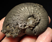 Load image into Gallery viewer, Uncommon Gleviceras pyrite ammonite fossil (63 mm)