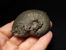 Load image into Gallery viewer, Uncommon Gleviceras pyrite ammonite fossil (63 mm)