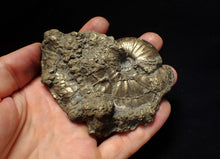 Load image into Gallery viewer, Large uncommon Gleviceras pyrite ammonite fossil (95 mm)