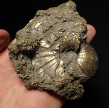 Load image into Gallery viewer, Large uncommon Gleviceras pyrite ammonite fossil (95 mm)