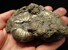 Load image into Gallery viewer, Large uncommon Gleviceras pyrite ammonite fossil (95 mm)