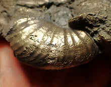 Load image into Gallery viewer, Large uncommon Gleviceras pyrite ammonite fossil (95 mm)