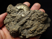 Load image into Gallery viewer, Large uncommon Gleviceras pyrite ammonite fossil (95 mm)
