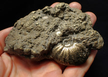Load image into Gallery viewer, Large uncommon Gleviceras pyrite ammonite fossil (95 mm)
