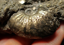 Load image into Gallery viewer, Large uncommon Gleviceras pyrite ammonite fossil (95 mm)