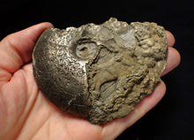 Load image into Gallery viewer, Large uncommon Gleviceras pyrite ammonite fossil (103 mm)