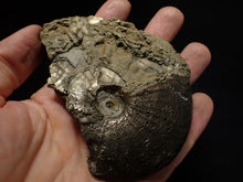 Load image into Gallery viewer, Large uncommon Gleviceras pyrite ammonite fossil (103 mm)
