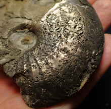 Load image into Gallery viewer, Large uncommon Gleviceras pyrite ammonite fossil (103 mm)
