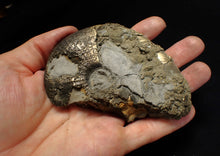 Load image into Gallery viewer, Large uncommon Gleviceras pyrite ammonite fossil (103 mm)