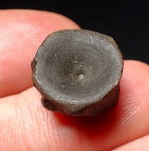 Load image into Gallery viewer, Jurassic ichthyosaur bone (vertebra) from Lyme Regis (15mm)