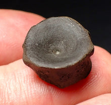 Load image into Gallery viewer, Jurassic ichthyosaur bone (vertebra) from Lyme Regis (15mm)