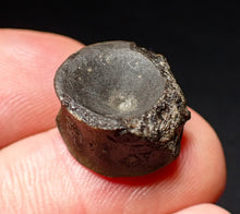 Load image into Gallery viewer, Jurassic ichthyosaur bone (vertebra) from Lyme Regis (15mm)
