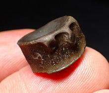 Load image into Gallery viewer, Jurassic ichthyosaur bone (vertebra) from Lyme Regis (15mm)