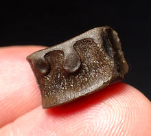 Load image into Gallery viewer, Jurassic ichthyosaur bone (vertebra) from Lyme Regis (15mm)
