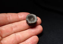 Load image into Gallery viewer, Jurassic ichthyosaur bone (vertebra) from Lyme Regis (19mm)