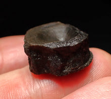 Load image into Gallery viewer, Jurassic ichthyosaur bone (vertebra) from Lyme Regis (19mm)