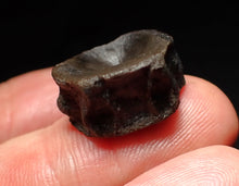 Load image into Gallery viewer, Jurassic ichthyosaur bone (vertebra) from Lyme Regis (19mm)
