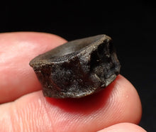 Load image into Gallery viewer, Jurassic ichthyosaur bone (vertebra) from Lyme Regis (19mm)