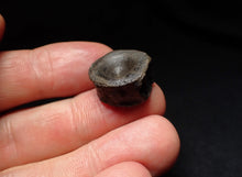 Load image into Gallery viewer, Jurassic ichthyosaur bone (vertebra) from Lyme Regis (19mm)