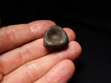 Load image into Gallery viewer, Jurassic ichthyosaur bone (vertebra) from Lyme Regis (21mm)